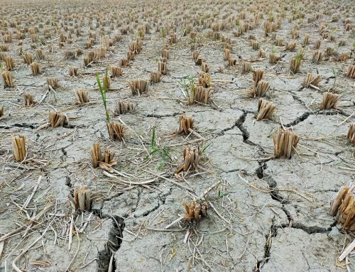 Prioriteit bij droogte: het verminderen van waterverliezen